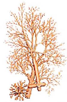 ARBOL (RAMAS)/Tree (branches) 