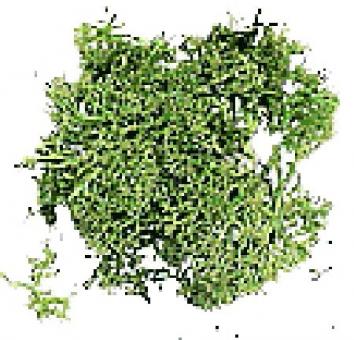 BOLSA /Green Moss Bag 12 gr. 